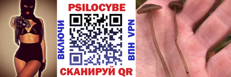 Псилоцибиновые грибы Psilocybe Липки